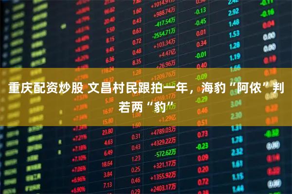 重庆配资炒股 文昌村民跟拍一年，海豹“阿侬”判若两“豹”